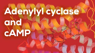 Adenylyl Cyclase and cAMP [upl. by Atirat]