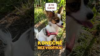 UTEKL MI PES 🫣🥹 MY DOG RAN AWAY papillon puppy dog pes prochazka forest [upl. by Letizia846]