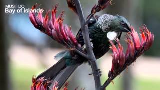 Sound of the Tui Waitangi [upl. by Sylvia]