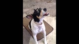 Mi perro ladrando pidiendo de comer [upl. by Randell]