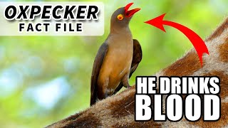 Oxpecker Facts they drink BLOOD  Animal Fact Files [upl. by Crespi497]