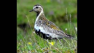 Golden Plover Bird Call [upl. by Clawson]