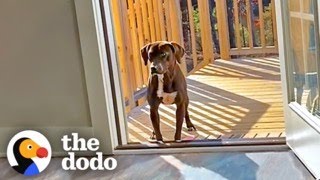 Wandering Pup Stays On Couples Porch Until They Adopt Her Back  The Dodo [upl. by Okihsoy]