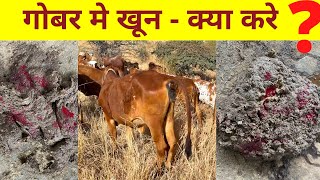 Cow dung blood intestine problem and solution  गाय अगर गोबर की जगह खून करने लगे तो उससे कैसे निपटे [upl. by Nelrah]