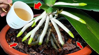 Just 1 Cup Weak Orchid Grows Countless Roots And Flower Branches Overnight [upl. by Ahsil]