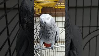 Grey parrot  pet  🦜 cute parrot Grey Parrot  Pets  Birds parrot pets shorts viralvideo [upl. by Sarkaria]