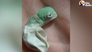 Baby Chameleon Hatches Then Changes Color  The Dodo [upl. by Lotsyrc]