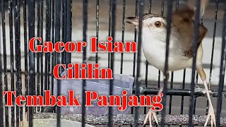 Ciblek Sawah Gacor Nembak Isian Cililin  CiWah Rasa Cililin  CiWah Bren  Ciblek Bren [upl. by Trimmer258]