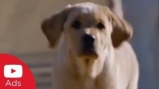 How Budweiser Won the Big Game with quotPuppy Lovequot  YouTube Advertisers [upl. by Ahsrav]