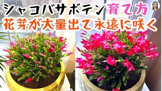 シャコバサボテンの育て方、秋の芽摘み・葉摘みで花を上手に咲かせる、驚かせるほど花芽がたくさん出る｜花子 [upl. by Wisnicki992]