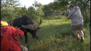 Cape Buffalo Full Charge [upl. by Jat]