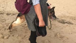 Degenerative Myelopathy GSD 2018 [upl. by Glynas]