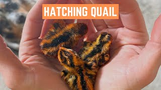 Tips for Hatching Coturnix Quail from Eggs [upl. by Donough]