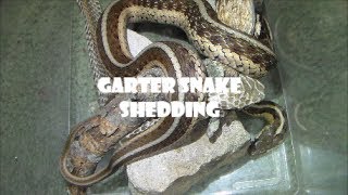 Garter snake Shedding Timelapse [upl. by Flavio]