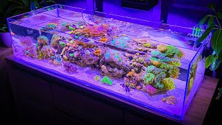 3 Hours of Shallow Reef Aquarium Relaxation Aquarium Meditation [upl. by Ahsikrats237]