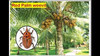 How to control Red Palm weevil in Coconut Orchard [upl. by Strader959]