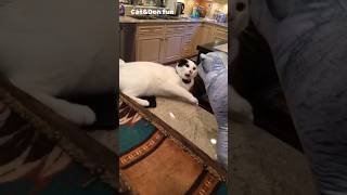 funny animals cats and dogs 🐈🐕😹 funniest shorts cat fun viral [upl. by Ely]