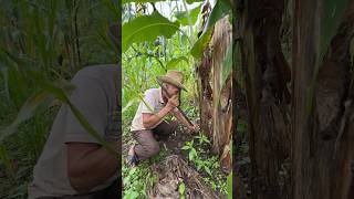 Cosechando la semilla del plátano banana agricultura mexico [upl. by Selima10]