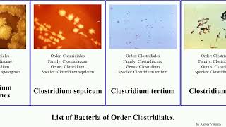 List of Bacteria of Order Clostridiales clostridium botulinum difficile perfringens tetani 1880 [upl. by Tannenbaum75]