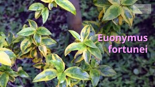 Euonymus fortunei Growing Guide Winter Creeper by GardenersHQ [upl. by Coop131]