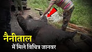 नैनीताल में मिले विचित्र जानवर  Must watch we found extinct animal in Nainital [upl. by Leveridge]