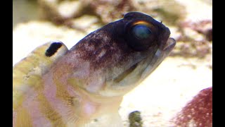 ゴールドスペックジョーフィッシュ Goldspecs jawfish Opistognathus randalli [upl. by Ricarda447]