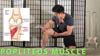 POSTERIOR KNEE MASSAGE  PAIN AND MOBILITY POPLITEUS [upl. by Sirtimid]