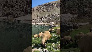 Hakkari Seyithan Gölü 🏔️💐 Kürtçe Fon Müzik  Doğa Manzaraları kürtçe kurdish nature [upl. by Lemaceon114]