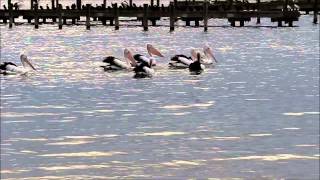 Australian Pelicans Breeding Display [upl. by Ela947]