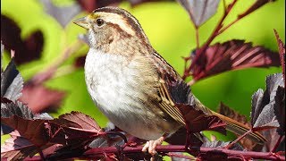 Oiseaux du Québec  chants et cris 1 [upl. by Snowman385]