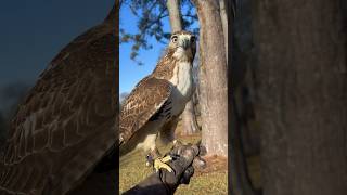 Eagle making one of her last flights on the creance before introducing the lure and free flying [upl. by Araid]