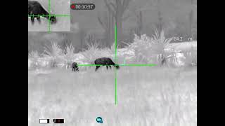 Guide TU431 Thermal Scope Footage  Deer 2 [upl. by Vanni605]