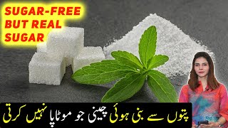 Stevia For Weight Loss  Benefits of Stevia  Sugar Se Najat [upl. by Kuehnel546]