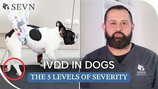 The 5 Grades of IVDD in Dogs  Thoracolumbar Region [upl. by Mccready]