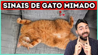 9 Sinais de Que Seu Gato É MIMADO [upl. by Yajeet]