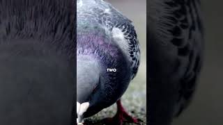 Shocking Facts About Columbidae animals creaturesfacts interestingfacts [upl. by Delaryd]