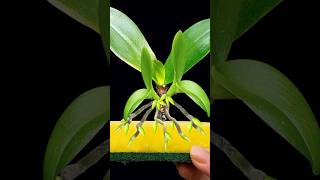 Place a sponge at the base the Rootless Orchid revives instantly and blooms orchid grow shorts [upl. by Clarkin]