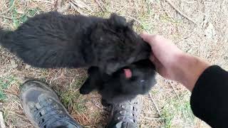 German Groenendael puppies  taking puppies on a walk 5 weeks 4 days old [upl. by Werby]