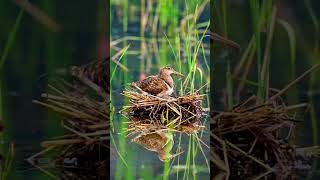 Shortinnocent birddragonfly [upl. by Anissej782]