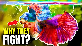 Why Do Betta Fish Fight And How To Stop It [upl. by Ariik]