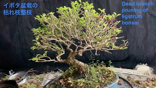 イボタ盆栽の枯れ枝整枝 Dead branch pruning of ligustrum bonsai [upl. by Yelsnik]