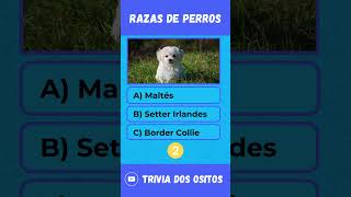 🔴 Adivina Estas Razas de Perros 🔴quiz perros preguntas pets adivina shorts [upl. by Htrahddis]