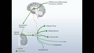 Neuroendocrine Hormones and Functions Part 2 [upl. by Halima]