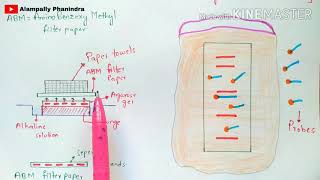 Northern blotting technique  RNA blotting  Detection of RNA  Bio science [upl. by Mcwherter645]