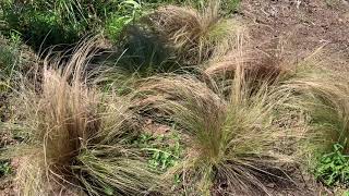 Mexican Feather Grass Nassella tenuissima Plant Profile [upl. by Angle]