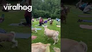 Goat Parade Delights Crowd  ViralHog [upl. by Mart742]