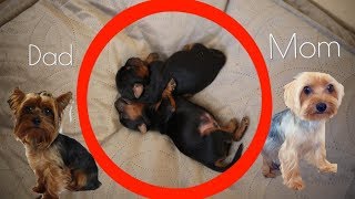 Meet Our NEWBORN Yorkies [upl. by Newkirk]