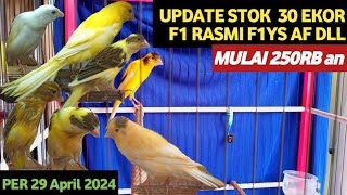 Review Stok Paud Kenari F1 Rasmi F1YS AF Crossbreed Panjang Melengkung Besar Indah kenarijogja [upl. by Ardnoed]