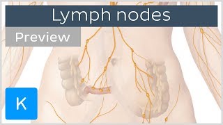 Lymph nodes definition and function preview  Human Anatomy  Kenhub [upl. by Ereveneug]