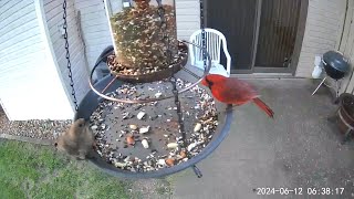 20240612  A Northern Cardinal joins a female Brownheaded Cowbird for a breakfast snack [upl. by Lered]